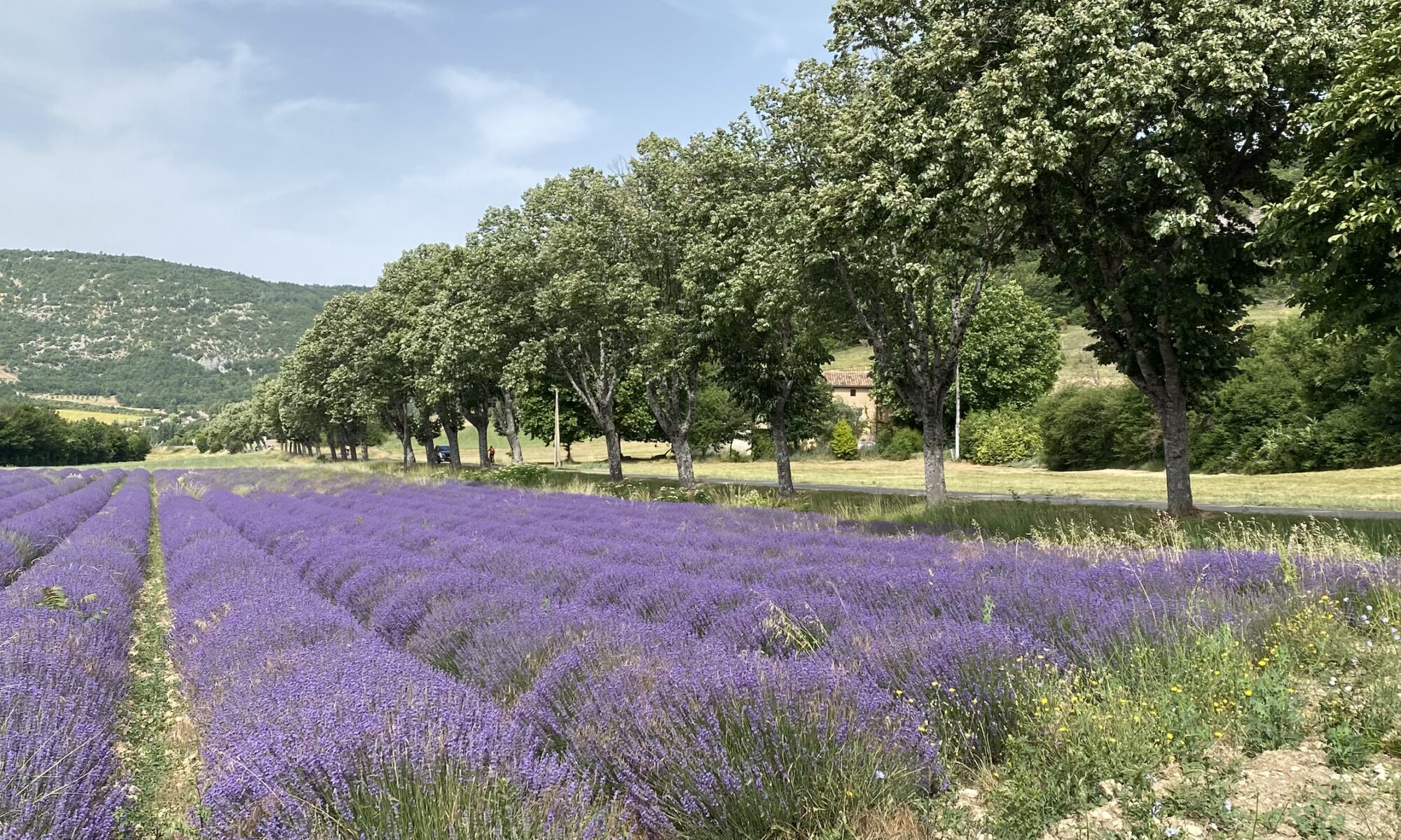 Champ de lavandes photo