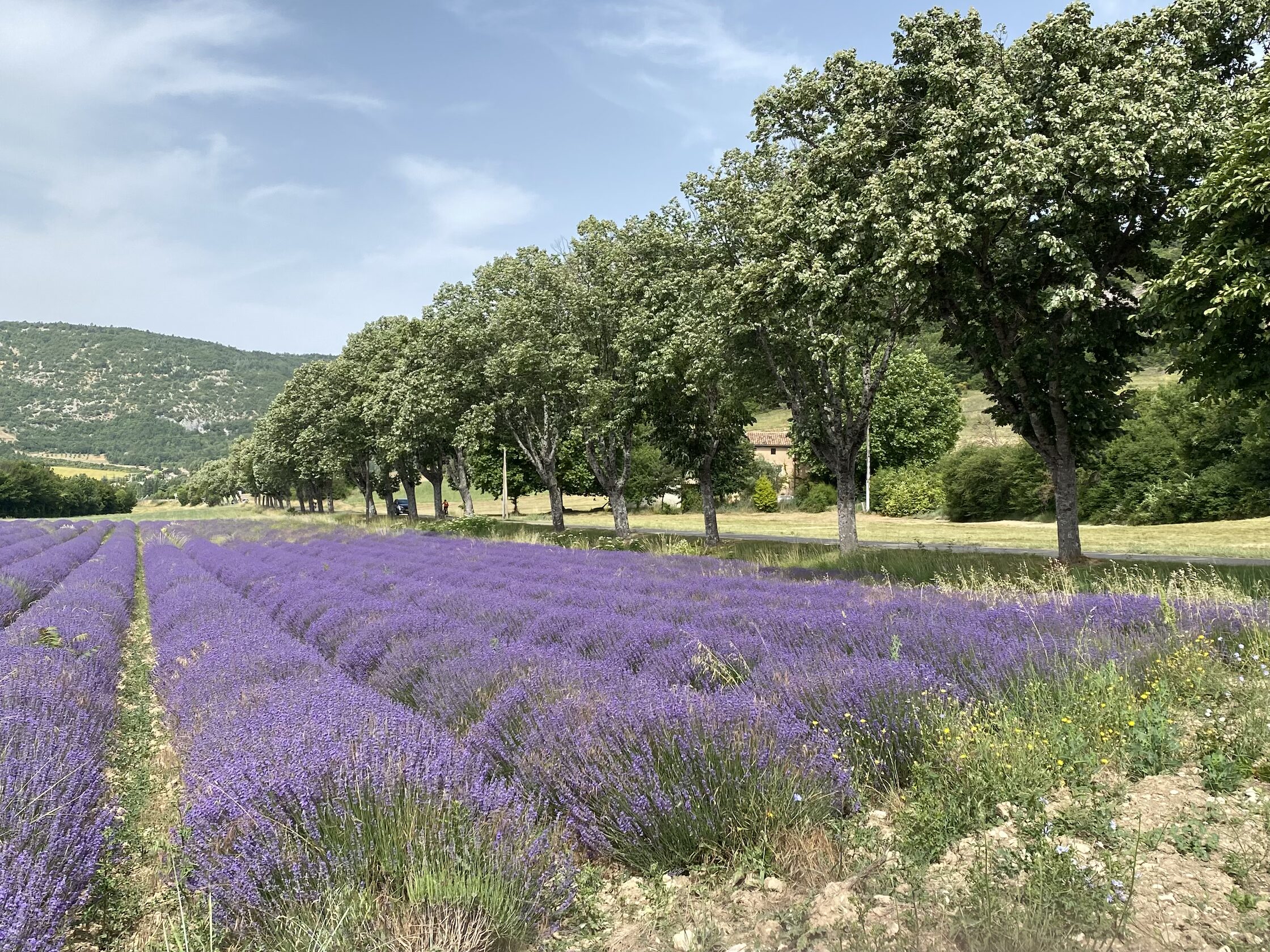 Champ de lavandes photo