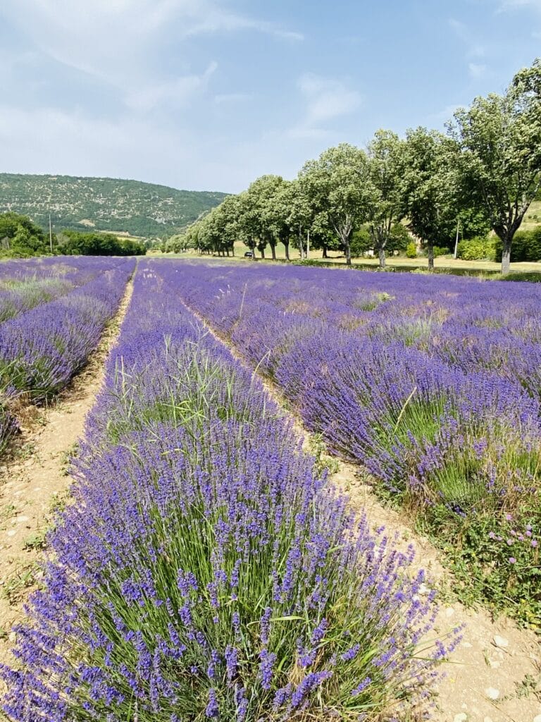 Accueil Lavandes Endobiogénie Fleurs du Népal Grasse